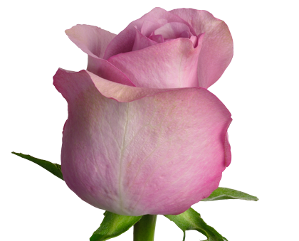 Pink Roses